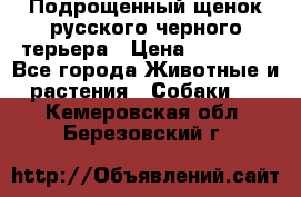 Подрощенный щенок русского черного терьера › Цена ­ 35 000 - Все города Животные и растения » Собаки   . Кемеровская обл.,Березовский г.